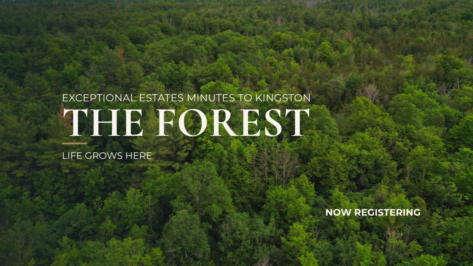 The Forest
